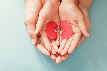 How Kidney Health Affects Fertility: A Comprehensive Guide